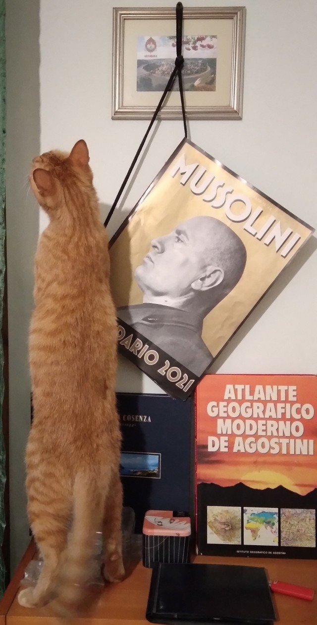 Котовторник 05/11/2024
