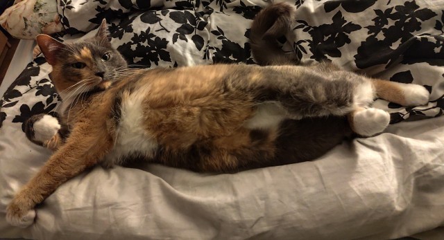 К котовторнику. Кот Роршаха