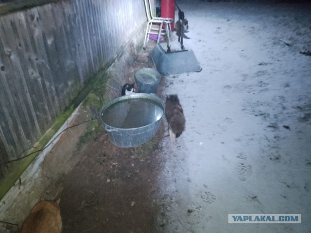 Жизнь домашнего приюта для котеек 534