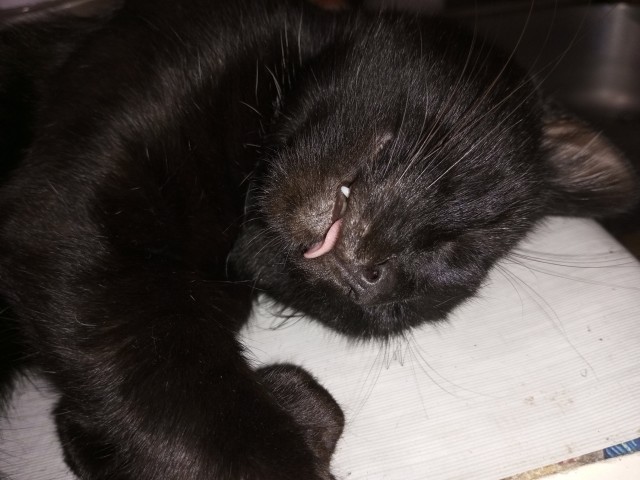 Чёрный котовторник