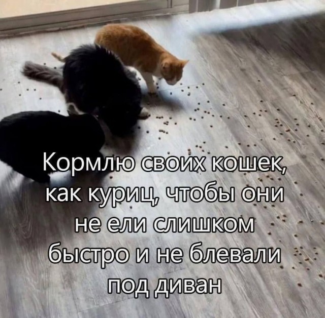 Так себе картинки 15.11.25