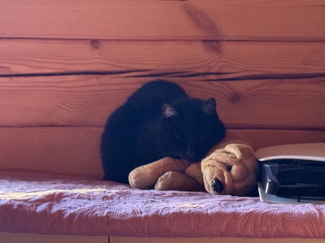 Хищник уснул с добычей