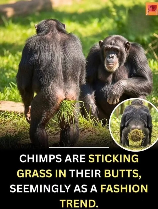 Юма делает моду