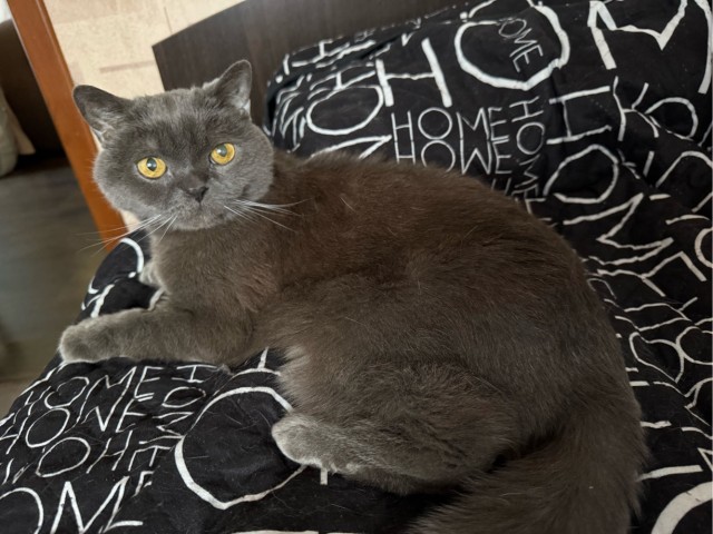 Котовторник