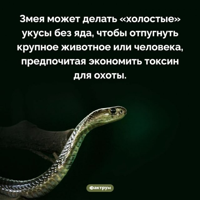 Королевская кобра