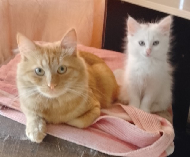 Котовторник 11.08.