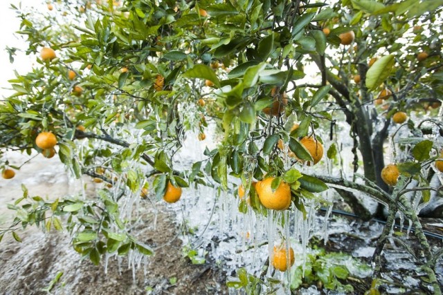 Флорида - апельсины во льду