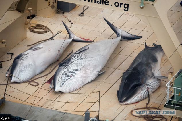 Японские китобои убивают китов