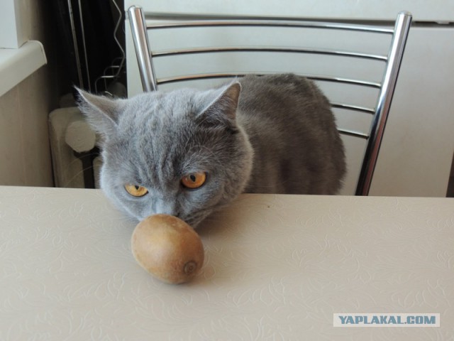 Котовторник 17.06.2014