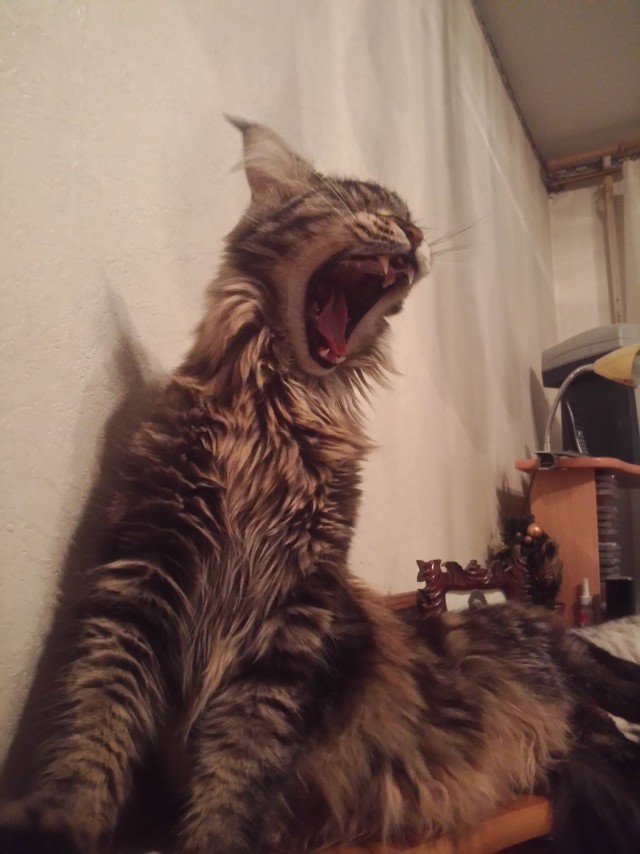А у тебя есть фото твоей зевающей котейки ?