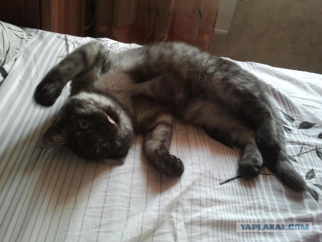 Котовторник 16.12.2014