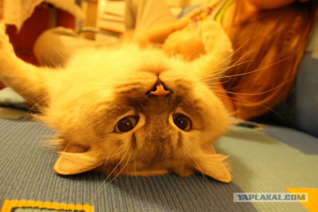 Котовторник 23.12.2014