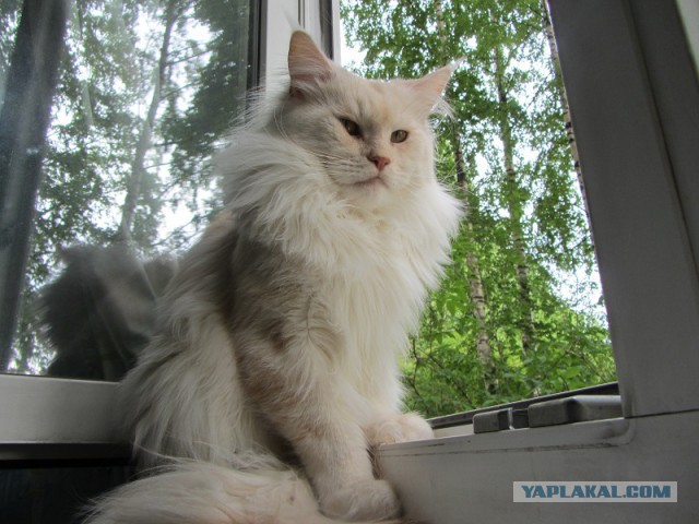 Котовторник   02.06.2015