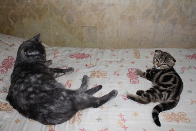 Котовторник 7.07.2015