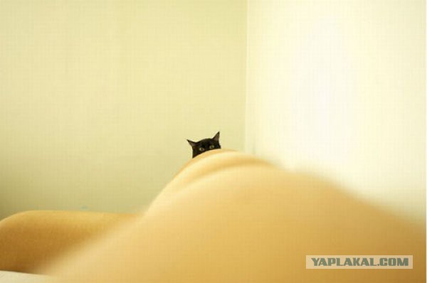 Коты в засаде