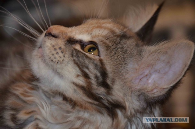 Мейн-куны  настолько  суровы...