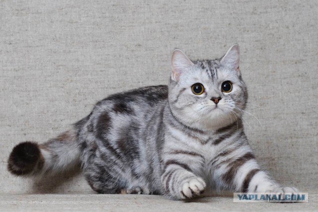 Блин, что это за хрень!