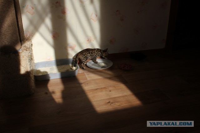Котовторник 29.03.2016