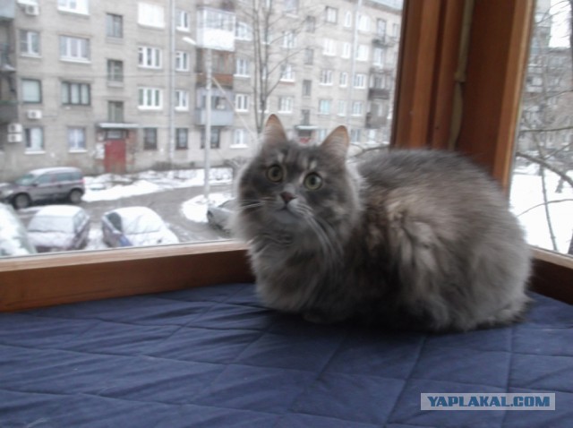 Котовторник 20.12.2016