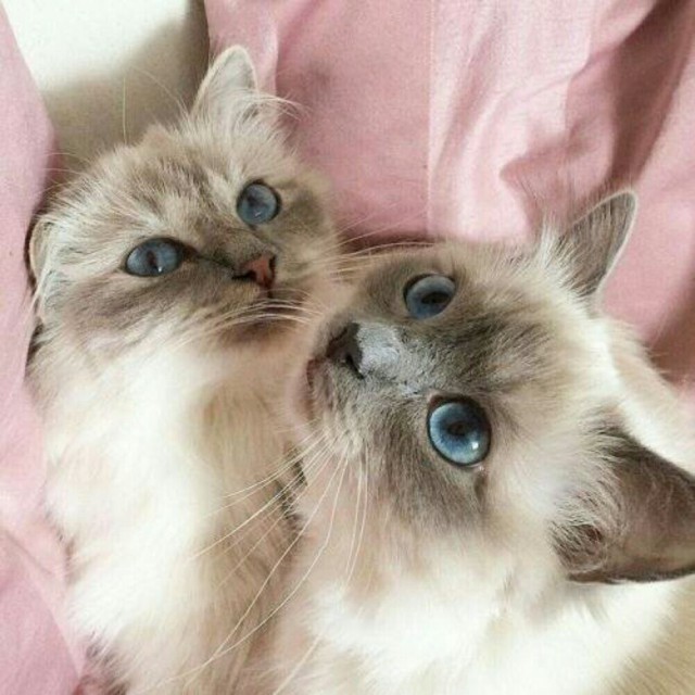 Коты и Кошки