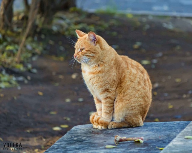 Котовторник 9.01.2018