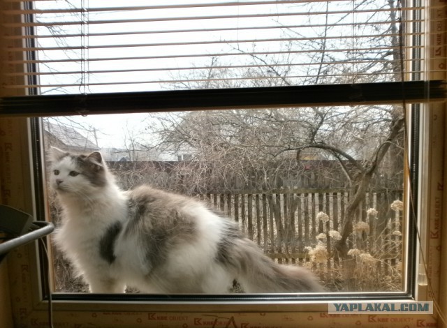 Котовторник  23.01.2018