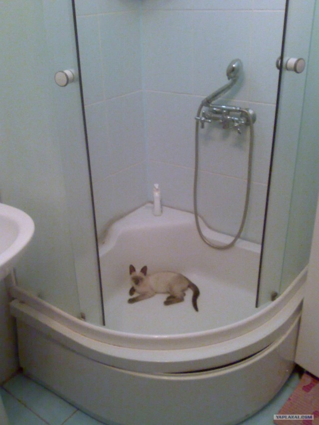Котовторник на ЯПлакалъ