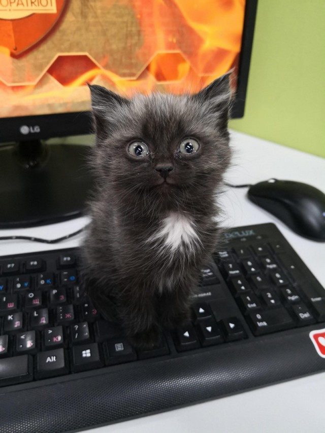 Прикольных котов пост