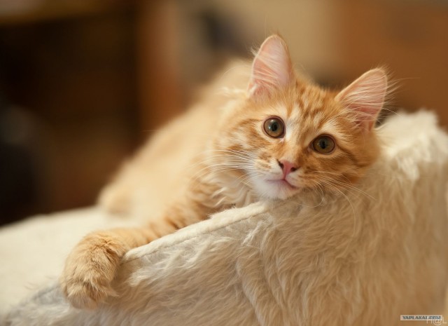It's Catursday Fever! (Котовторник)