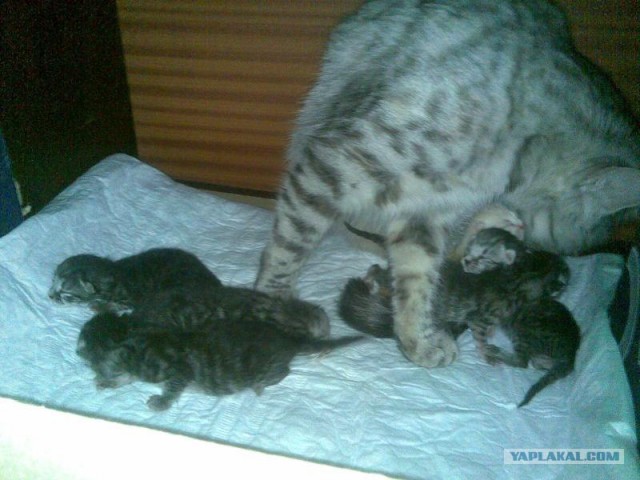 Котовторник объявляется открытым!
