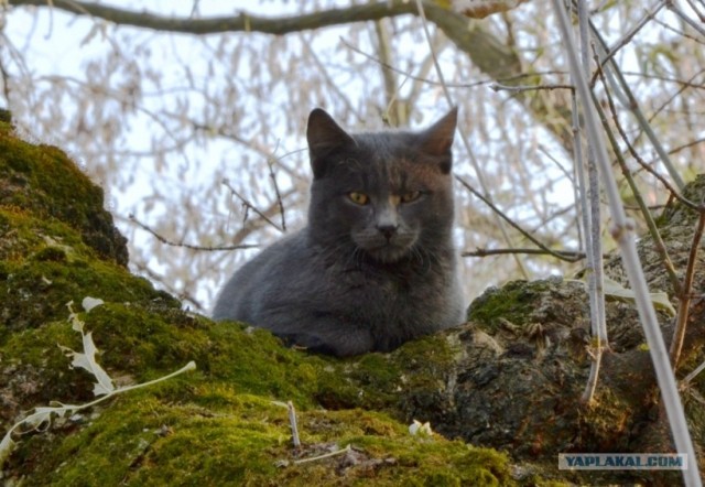 Котовторник! 08.11.11