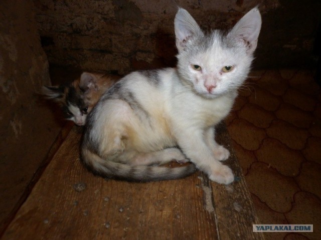 Котовторник (31.01.2012)