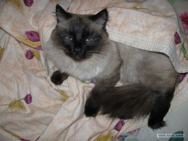 Котовторник! 13.03.2012