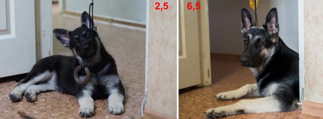 Собаки, которые попали в кадр в самый неожиданный для них момент