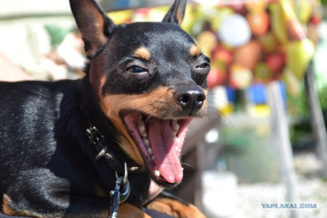 Собакочетверг