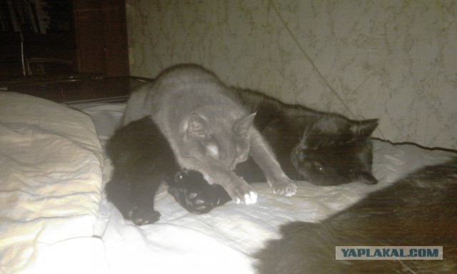 Тема про несчастного кота, в которой всем хорошим людям автор показывает сиськи!2