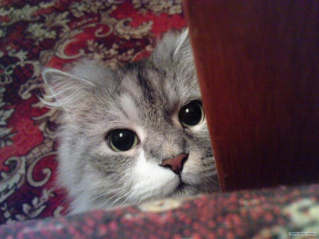 Котовторник 30.10.2012