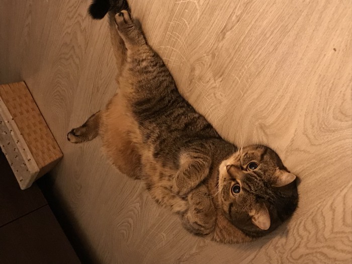 Кот,- опасный и лютый зверь.