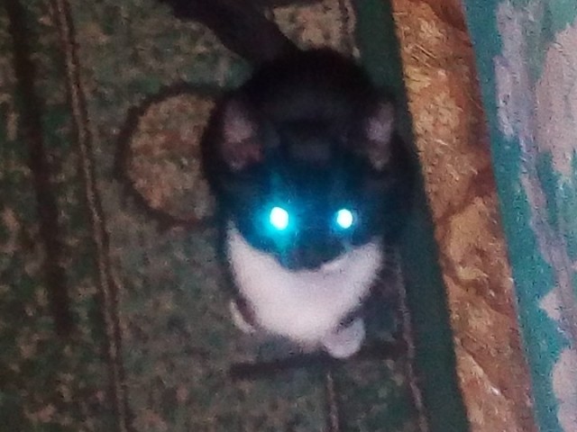 Коты с уранового рудника, надо больше урана!