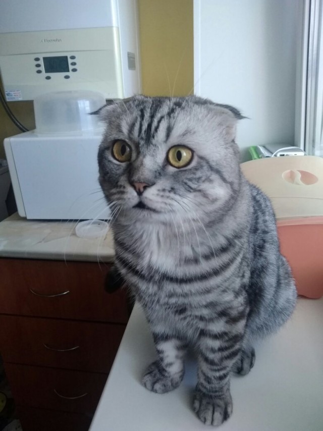 Эти забавные животные