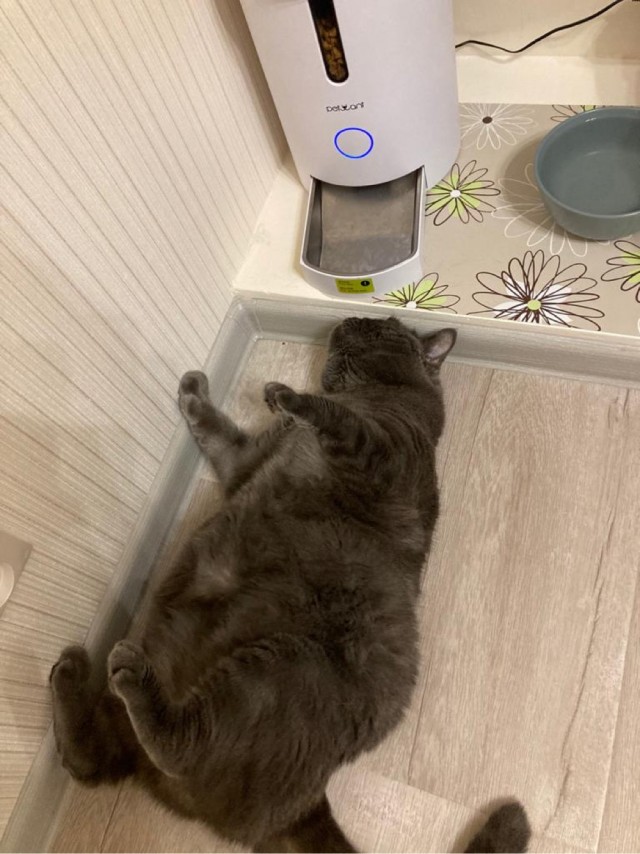 Котовторник 13.10.2020