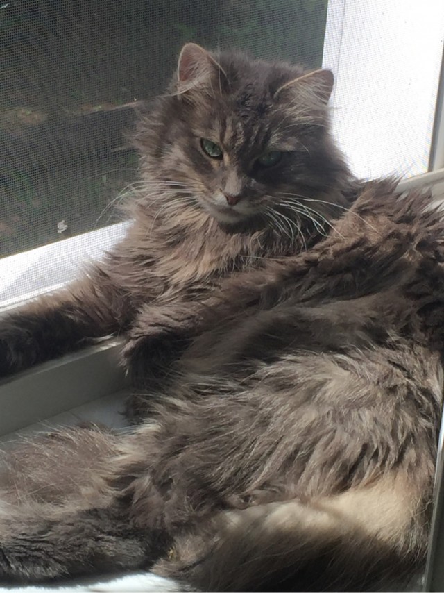 А котовторник уже начался?