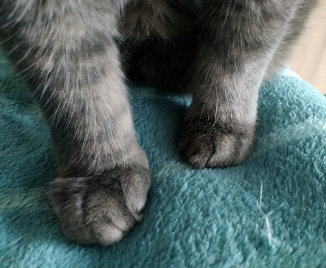 Хоба! Котовторник!