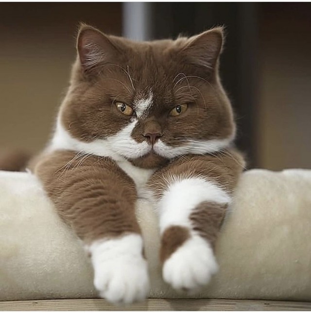 Разные котики
