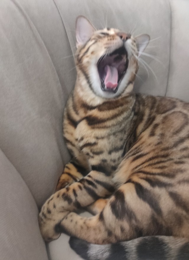 Последний котовторник лета