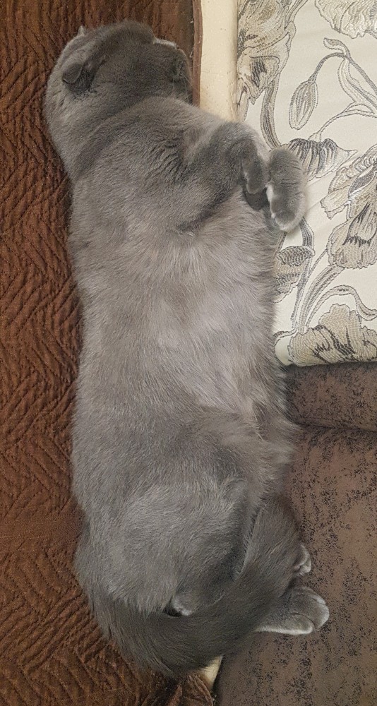 Солнце котовторника уже встало, Господа!
