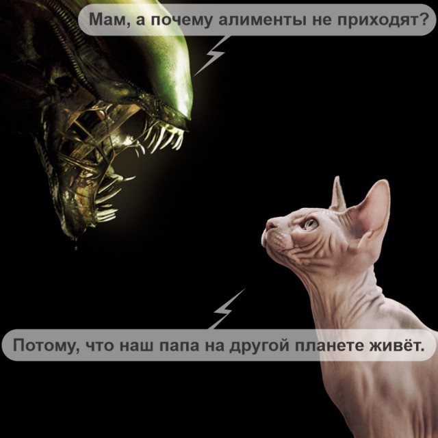 Если вы не знали, как выглядят котята сфинксов, то вот