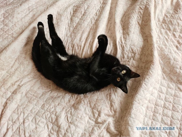 Котовторнику посвящается