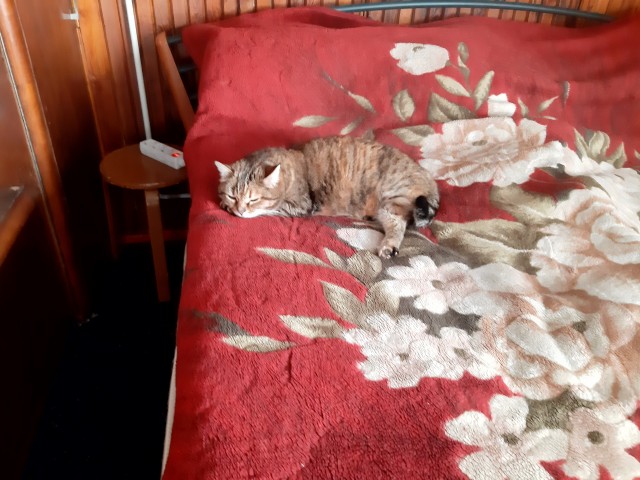 Кошка в тепле