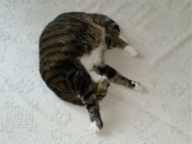 Котовторник. Немного сицилийских котов.